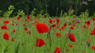 Een veld vol klaprozen 