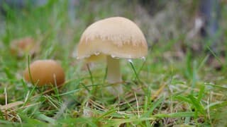 Paddenstoelen in de lente
