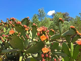 Prachtige bloeiende cactussen 
