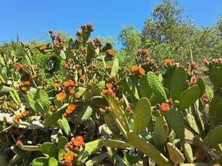 Prachtige bloeiende cactussen 