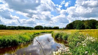 De natuur in volle bloei.