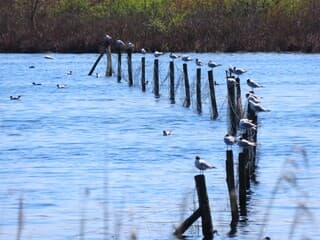 ook was er paalzitten voor meeuwen