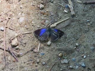 een eikenpage is er niet zo best aan toe.