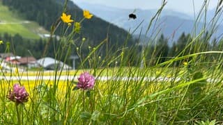 Oostenrijk op de grafenberg in Wagrain