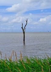 Vogelhut Piaam (frl)