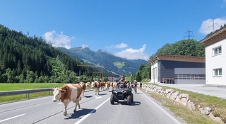 Alpen: zomers