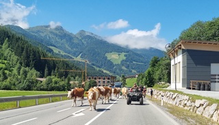 Alpen : warm