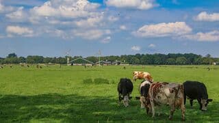 Koeien zoeken schaduw op!
