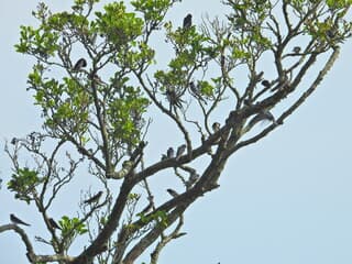 Eén zwaluw maakt nog geen zomer !