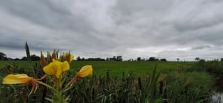 Bloemen en bewolking