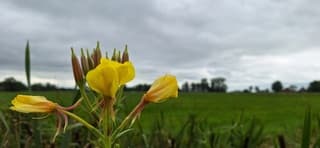 Gele bloemen