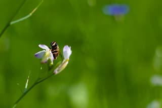 Over de bloemetjes en de bijtjes..