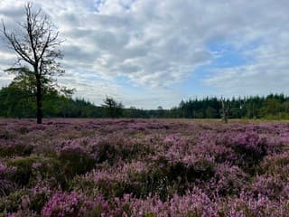 Paarse heide en kleine wolkjes