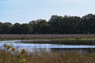 Bloeiende heide, blauwe lucht 