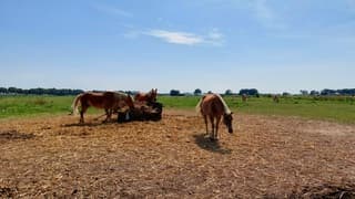 Paarden onder de zomerse lucht