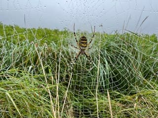 Wespspin in een parelketting 