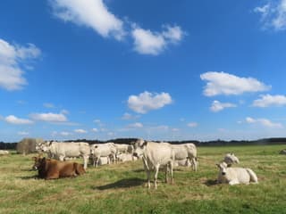 Hollandse wolkenlucht