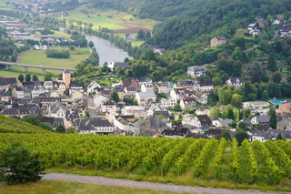 Wijnranken staan klaar