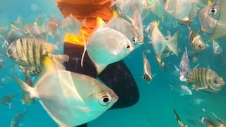 Snorkelen nabij Moreton Island (Brisbane)