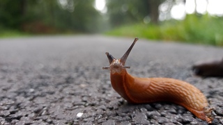 Slakkie slak kijkt er van op!