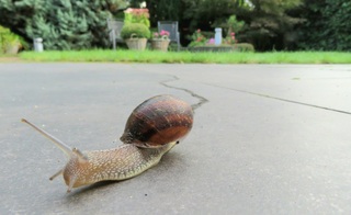 Slak in de tuin