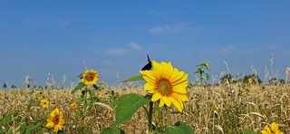 Vlinder op een zonnebloem