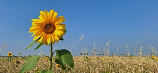Blauwe lucht en zonnebloemen