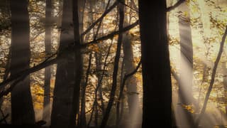 Mist tussen de bomen