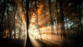 Jacobsladders tussen de bomen