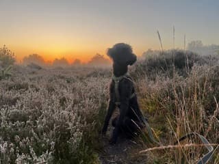 Lekker aan de wandel