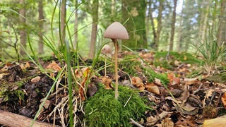 In het bos !