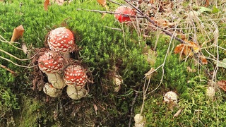 Paddenstoelen in het bos!