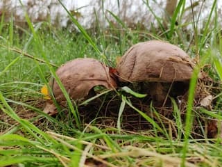 Steeds meer paddenstoelen.