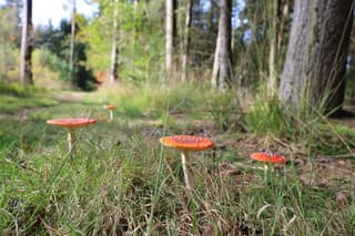 Paddestoelen spotten tijdens wandeling 