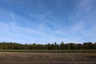 Mais gedeeltelijk geoogst 