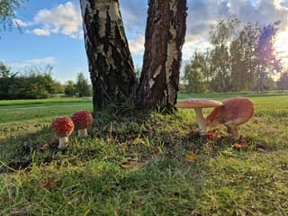 Op een grote paddestoelen
