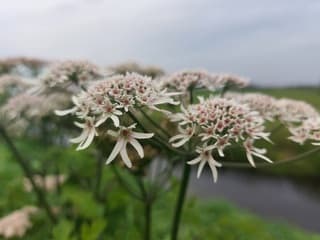 BLOEMEN WOLKENLUCHT. 