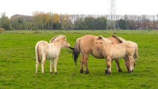 HAFLINGERS in de WEI