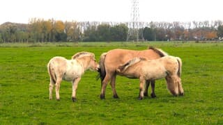 HAFLINGERS in de WEI