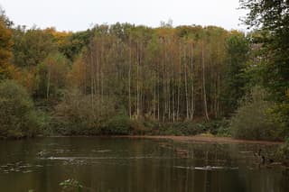 Herfstkleuren en bijna kale berken bij de bron in het Springendal