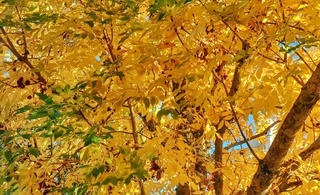 Herfstkleuren over de grens 