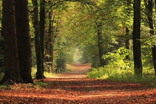 mooi in het bos met de zon van vandaag 