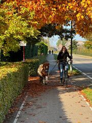 even met je pony wandelen 