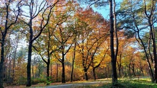Mooie gekleurde bomen in de bossen bij Langenboom 