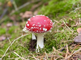 Paddenstoel rood met witte stippen