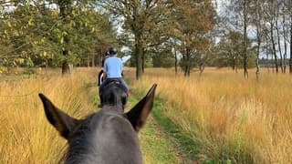 Het was vandaag een heerlijke dag voor een rit te paard. 