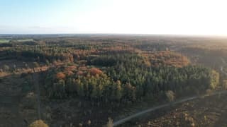 Het bos word steeds bruiner 