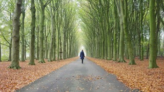 Mooi licht, herfstkleuren en hoge bomen in het bos