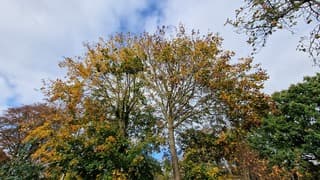 Herfstkleuren in Weener 