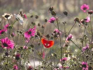bloemenstrook